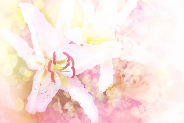 Beautiful flowers background — Stock Photo, Image