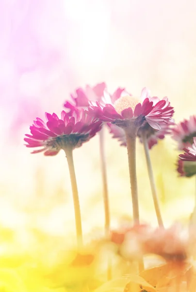 Våren bakgrund med en blommor — Stockfoto