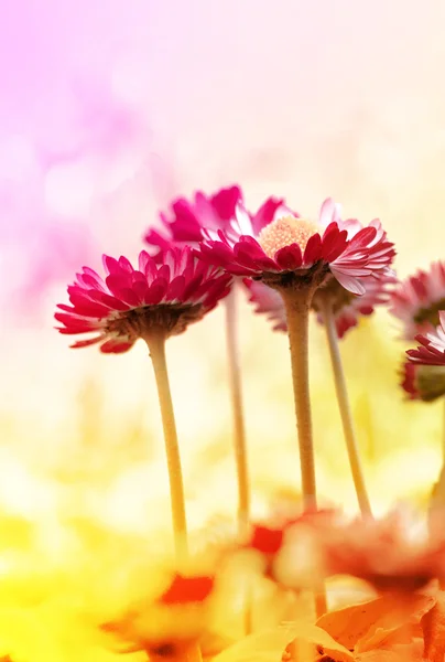 用鲜花春天背景 — 图库照片