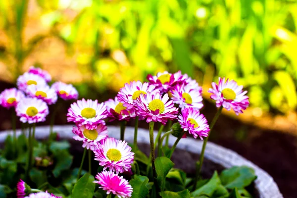 Série floral — Fotografia de Stock