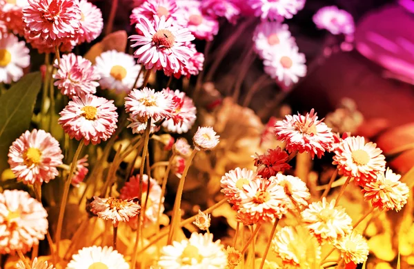 Fondo primavera con fiori — Foto Stock