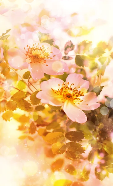太陽の光と美しい春の花 — ストック写真