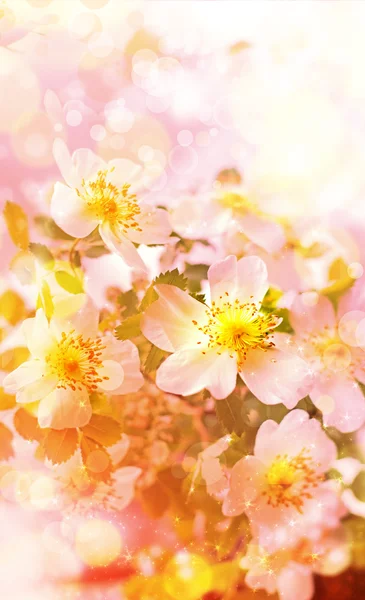 Schöner Frühling Hintergrund mit rosa Blumen — Stockfoto