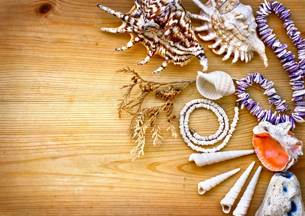Vintage pearl necklaces and seashell — Stock Photo, Image
