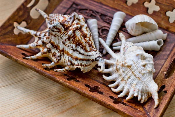 Vintage pärlhalsband och seashell — Stockfoto