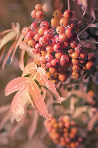 Rowan berry — Stock Photo, Image