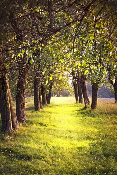 Alley in forest — Stock Photo, Image