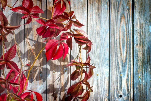 Leaves on old wooden table — Stock Photo, Image