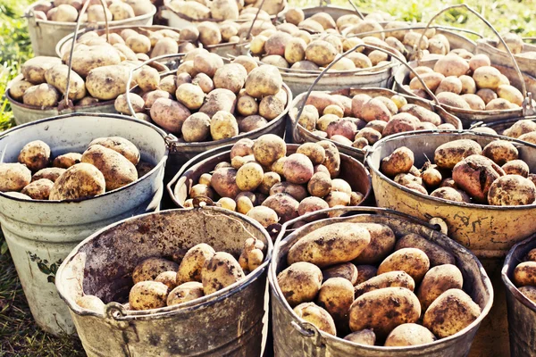 DiIrty harvested potatoes — Stock Photo, Image