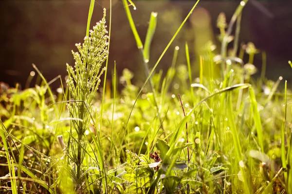 Fondo de hierba verde —  Fotos de Stock