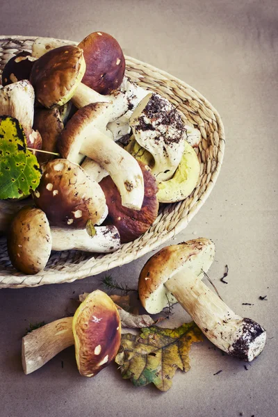 Cogumelos em prato — Fotografia de Stock