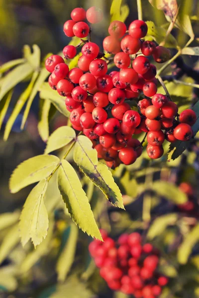 Red rowan berries — Stock Photo, Image