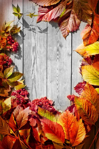 Herbstblätter mit roten Viburnum-Beeren — Stockfoto