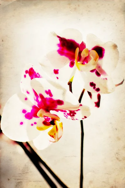 Beautiful orchid — Stock Photo, Image