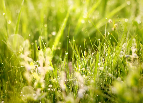 Grüner Hintergrund — Stockfoto