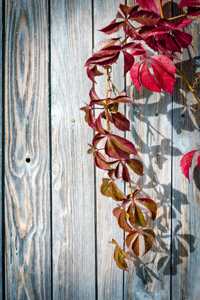 Leaves on old wooden table
