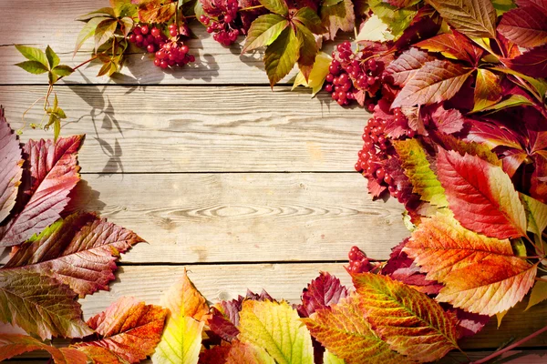 Bacche di Viburnum e foglie cadute — Foto Stock