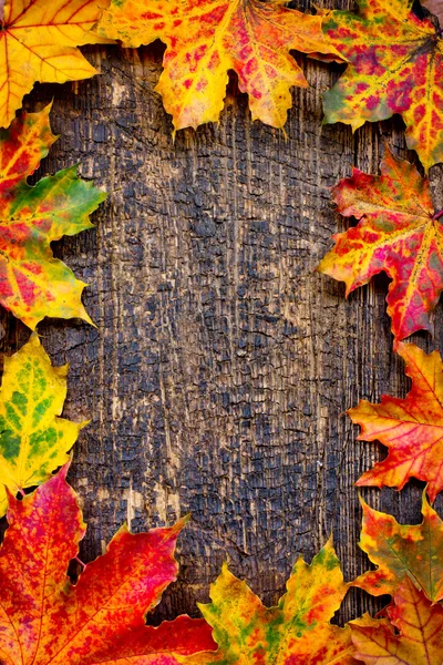 Herbstblätter — Stockfoto