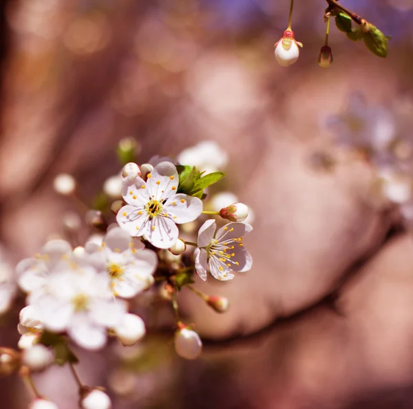 Flores de flores de cerezo — Foto de Stock