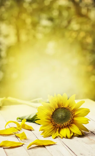 Girasole giallo — Foto Stock