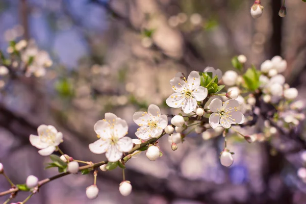 Flores de flores de cerezo — Foto de Stock