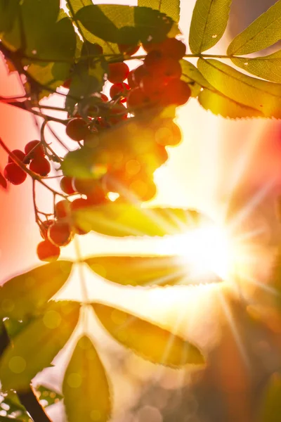 Rowan berry y la luz del sol —  Fotos de Stock