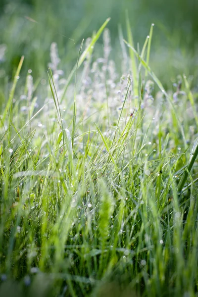 Sfondo a base di erbe — Foto Stock