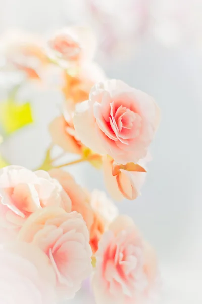 Rosas fundo — Fotografia de Stock