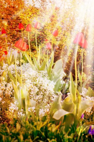 Bei tulipani in erba — Foto Stock