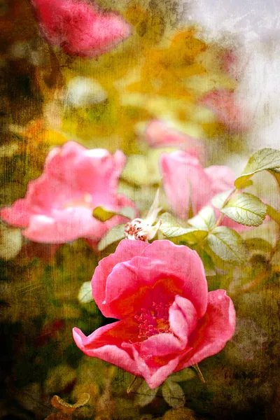 Dog rose blommar — Stockfoto