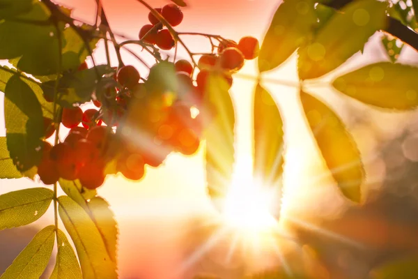 Rowan berry and sunlight — Stock Photo, Image