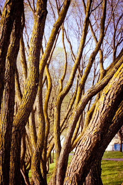 Tree trunks — Stock Photo, Image