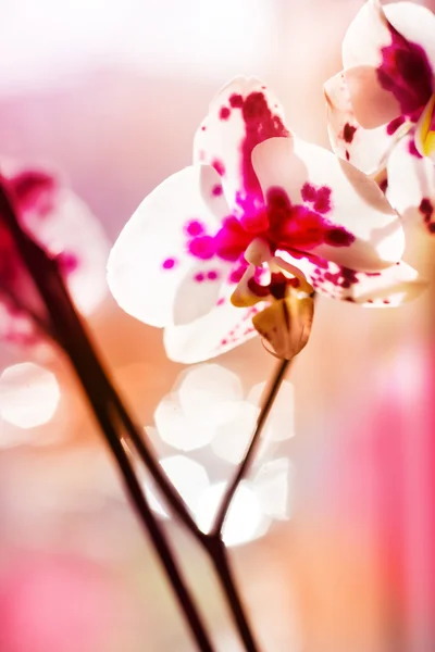 Orquídea bonita — Fotografia de Stock