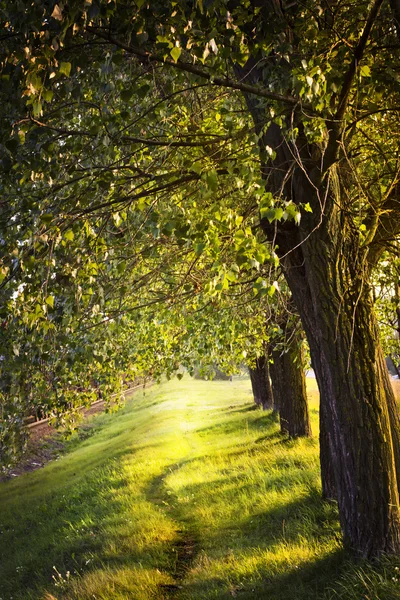 Paisaje verde con árboles — Foto de Stock