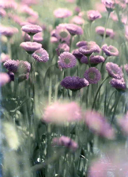 Fjäder blomma bakgrund — Stockfoto