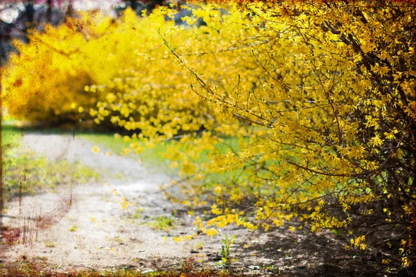노란색 brunches — 스톡 사진