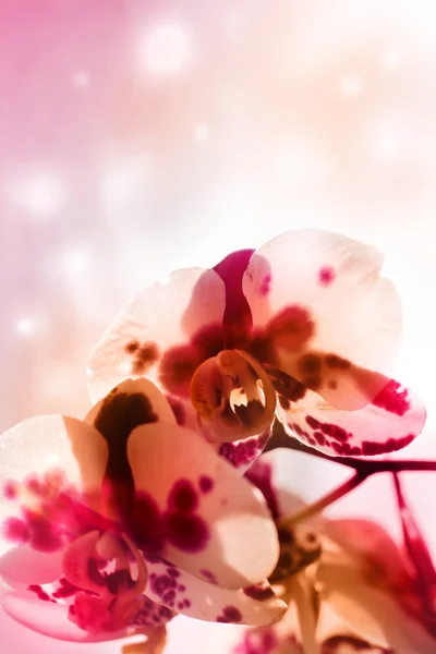 Pink orchid — Stockfoto