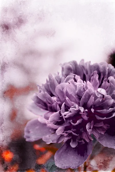 Purple peony — Stock Photo, Image