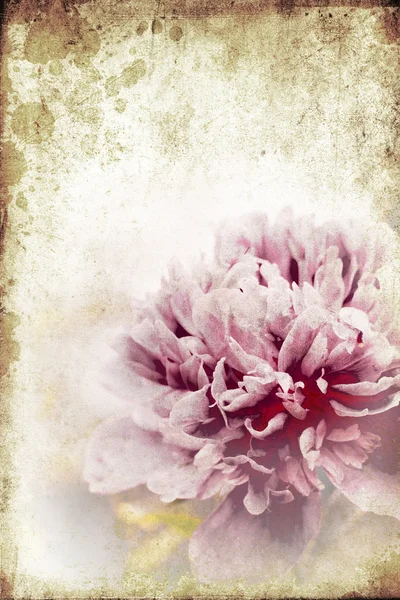 Vintage peony