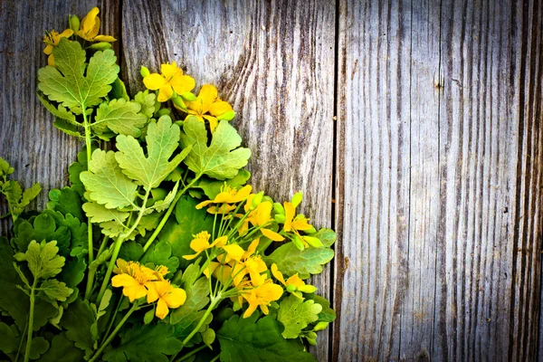 Желтые цветы фон — стоковое фото