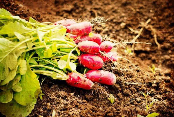 Fresh organic radish — Stock Photo, Image