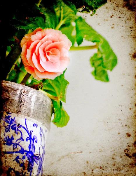 Вінтажна текстурована листівка з мініатюрною трояндою — стокове фото