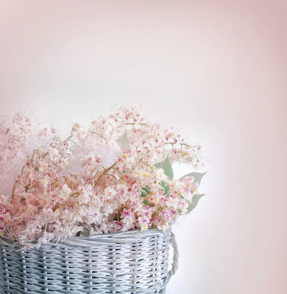 咲く栗 — ストック写真