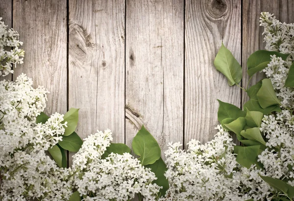 Lilac branches texture — Stock Photo, Image