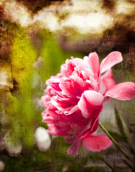 Pink peony — Stock Photo, Image