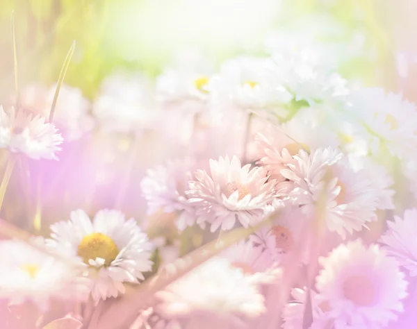 Daisy blommor bakgrund — Stockfoto