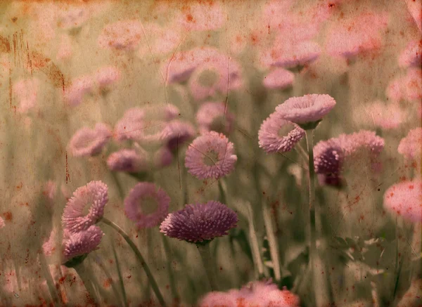 Μωβ φόντο λουλούδια — Φωτογραφία Αρχείου