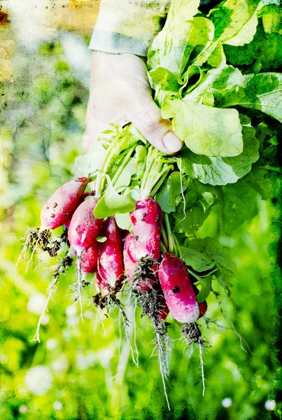 Fresh organic radish — Stock Photo, Image