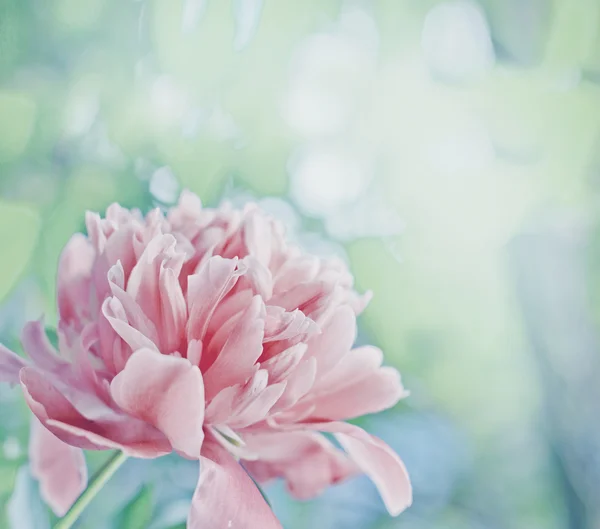 Peônia rosa — Fotografia de Stock
