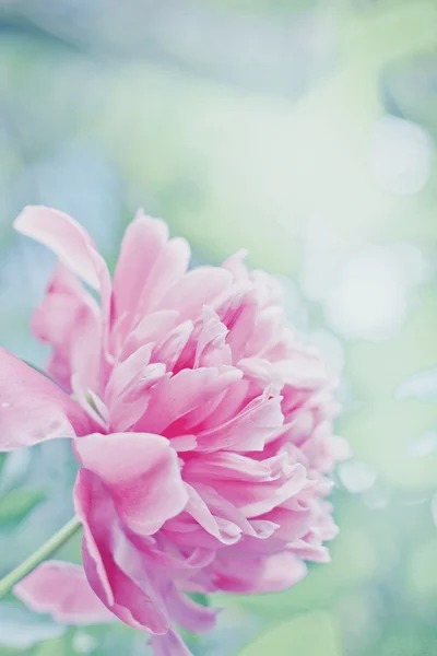 Pembe şakayık arkaplan — Stok fotoğraf